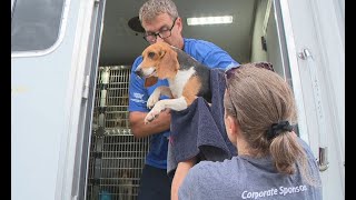 Local shelters receive some of 4,000 beagles rescued from Virginia facility