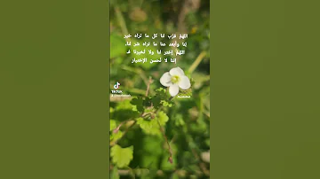 يا مليك كل من ملك يا ملاذ الهاربين ويآ أمان الخائفيين 