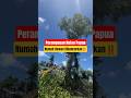 Perampasan Hutan Papua‼️
