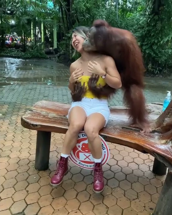 Orang Utan sange pegang payudara perempuan orang utan sange pegang payudara perempuan