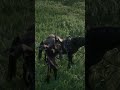 red dead redemption 2 #online #hunting