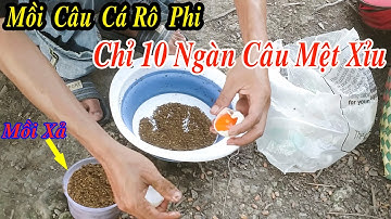 Mồi Câu Cá Rô Phi Siêu Tanh Chưa Tới 10 Ngàn Cá Ăn Giật Mỏi Tay