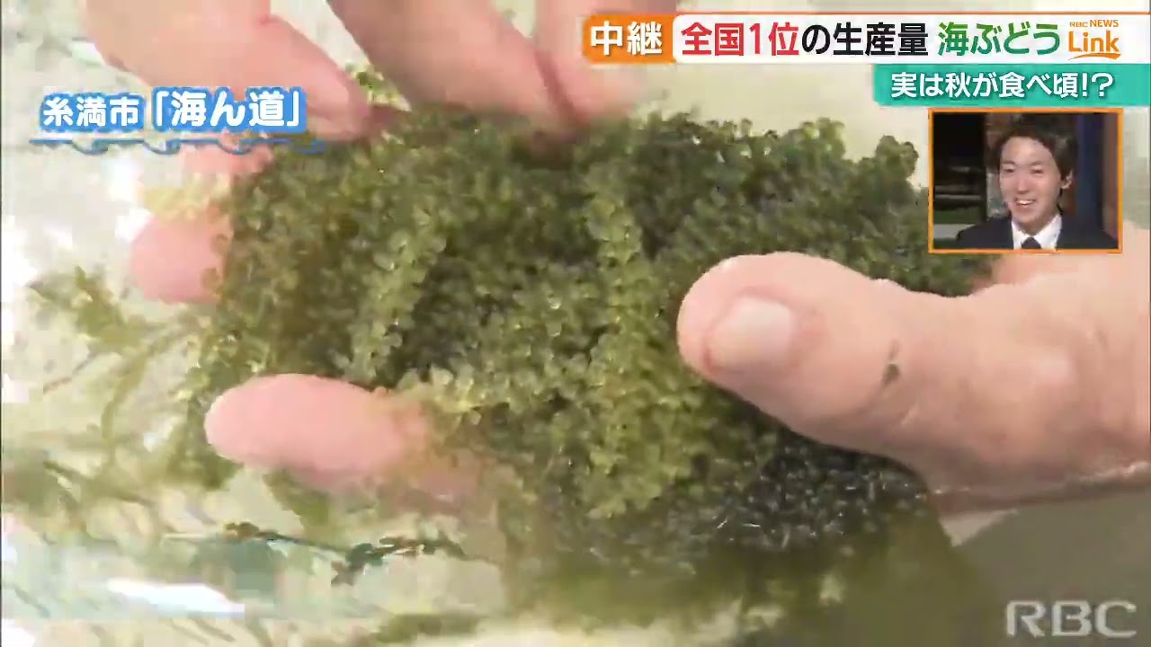 海ぶどうです☆ maxresdefault.jpg