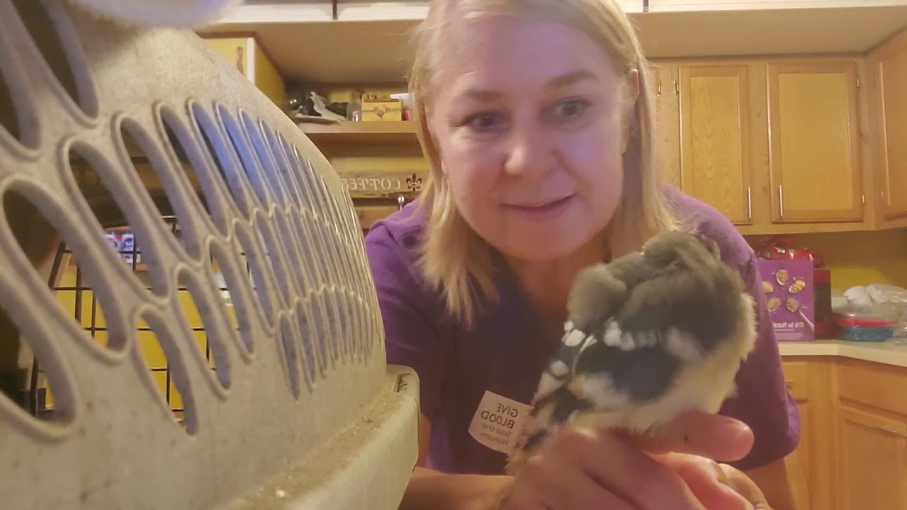 Como Alimentar A Un Pajaro Bebe