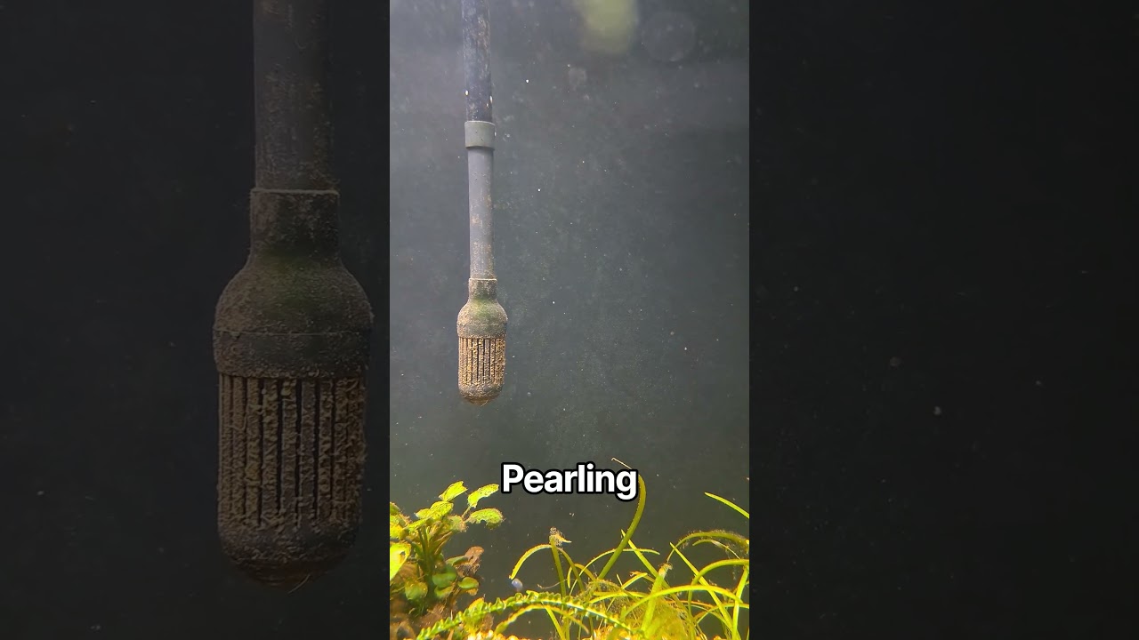 Plants Pearling #liveaquaticplants #fishtank #aquarium