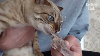 Bengal Cat Begs For A Bite Of Every Human Food In The World (Part 1) | Kritter Klub