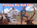 Mule Packing A Giant Bull Elk: Vlog #8