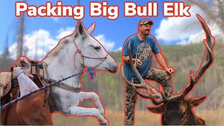 Mule Packing A Giant Bull Elk: Vlog #8
