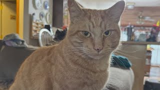 Humane Society of Tampa Bay warns of lost pet scam