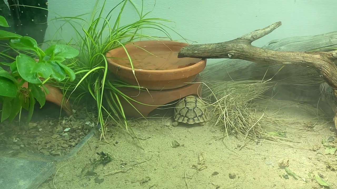 Testudo kleinmanni baby