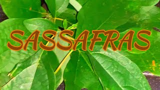 I found Sassafras Leaves To Make Gumbo File!