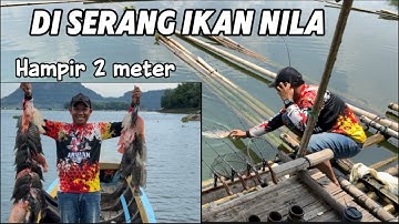 Di serang ikan nila jatiluhur  #mancingjatiluhurterbaru