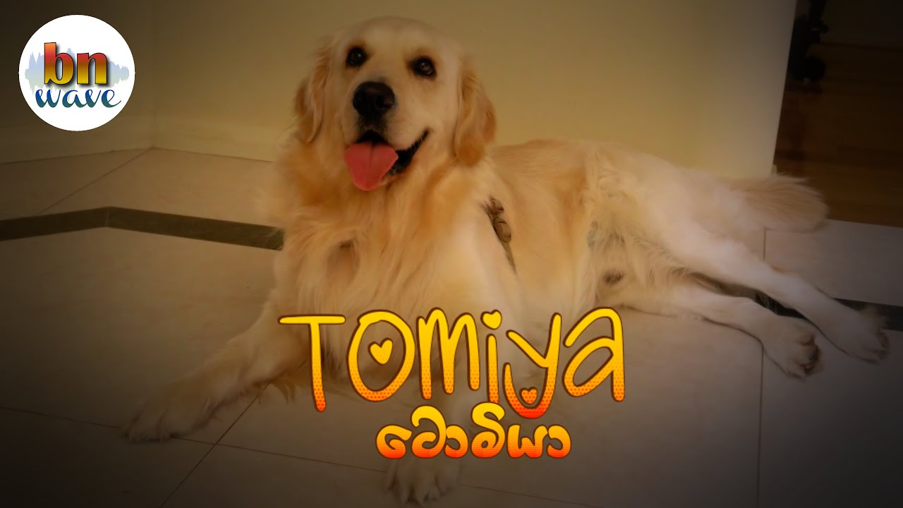 Bnwave   Official Music Video   Tomiya