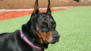 Can Doberman Pinschers Live Comfortably in Apartments?