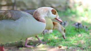 Is it good to give food to ducks?