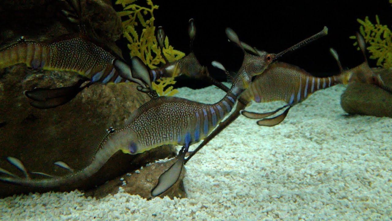 "BANG BANG JELLYFISH" Music Video by Jesse Waugh with SEA DRAGONS!