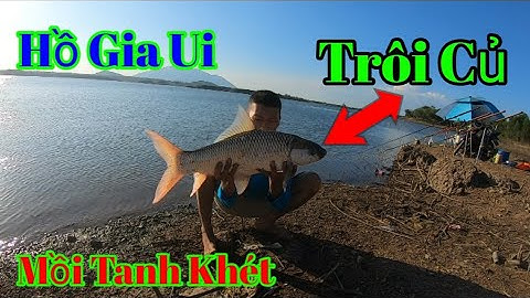 Câu lancer cá trôi 4,2kg ở hồ gia ui | 3-2-2022