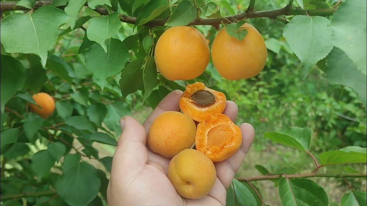 Aprium Flavor Delight. Новинка Апріум Флейвор Делайт. Гібрид абрикос 75 ...