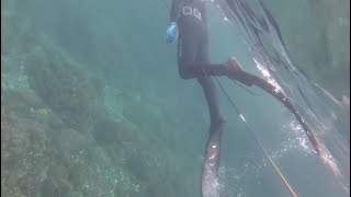 魚突きで巨大魚が獲れました。【くーねる】【マサル】