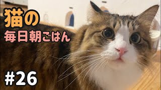 猫の毎日朝ごはん生配信!【#26】 2026.2.13