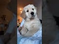 Welcome to the CUTE ZONE🥹 #dogs #shorts #dogmom #funnydogs #comedy #tiktok #reels #goldenretriever