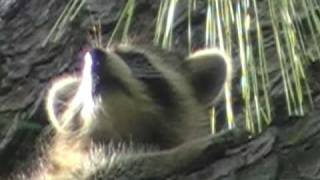 MOV0D5.MOD