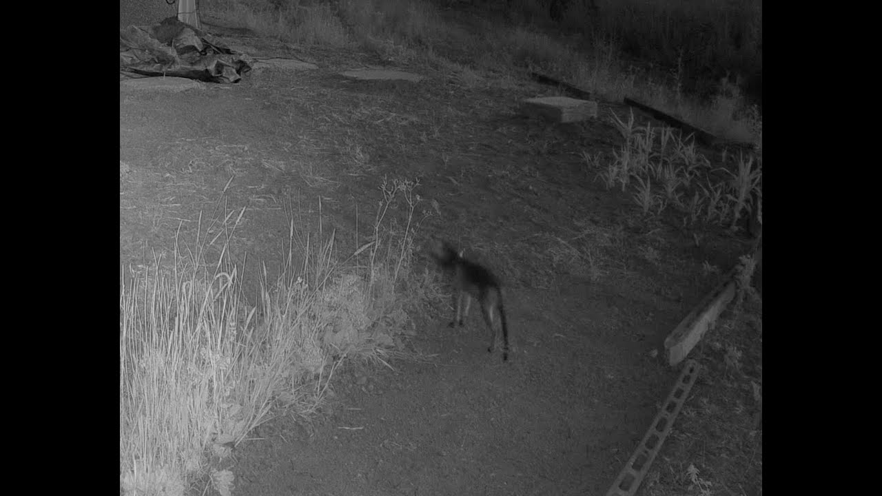 Fox or Jackal? - YouTube