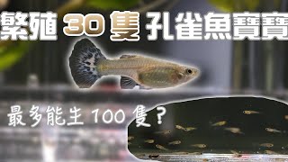 什麼! 竟然繁殖了30隻孔雀魚寶寶! 最多可以生100隻? 
