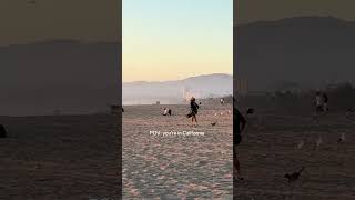 #california #cat #cats #kitten #kittens @maritereis