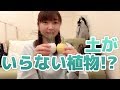 3coinsでそろえられる土がいらない植物!暮らしに潤いを