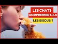 Les chats comprennentils les clins et les bisous   incroyablement top