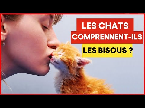 Vidéo: 5 bonnes raisons de lever un chat d'intérieur