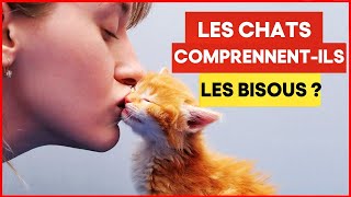 Les chats comprennentils les câlins et les bisous ? | Incroyablement Top