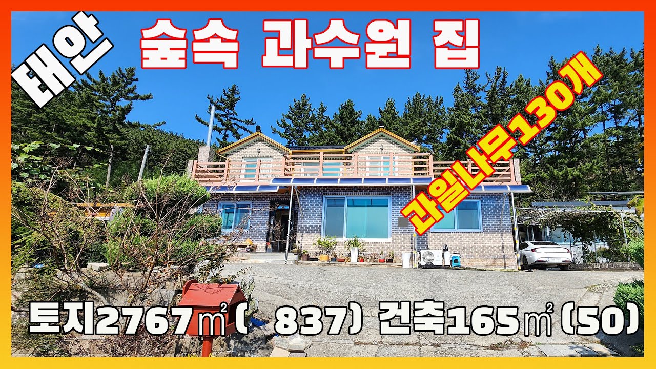 [물건번호2452]태안군 원북면 바닷가 5~10분거리 숲속 미니과수원집 매매 합니다, 바닷가 주택 입ㄴ니ㅏㄷ, 사과나무 대봉나무 자두나무 등 모두 합쳐 130그루 이상 유실수나무