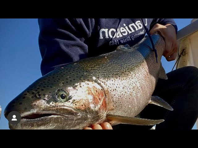 I found a honey hole.. Chicago fall steelhead fishing bobber down