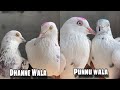 For Sale Punnu Wala Dhanne Wala 2 Jode पंजाब के उस्ताद के कबुतर |M.9975143897| all India Delivery A