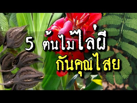 วีดีโอ: พืชที่ขับไล่วิญญาณชั่วร้าย – สมุนไพรที่ใช้ต่อต้านความชั่วร้ายตามธรรมเนียม