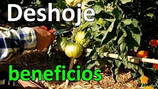 El Deshoje de las Tomateras es Muy Beneficioso para los Tomates!!  || El Huerto de Silverio