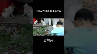 Cute baby and cats in contry of Korea 귀여운 아이와 고양이들