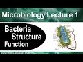 Microbiology lecture 1 | Bacteria structure and function