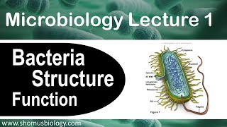 Microbiology lecture 1 | Bacteria structure and function