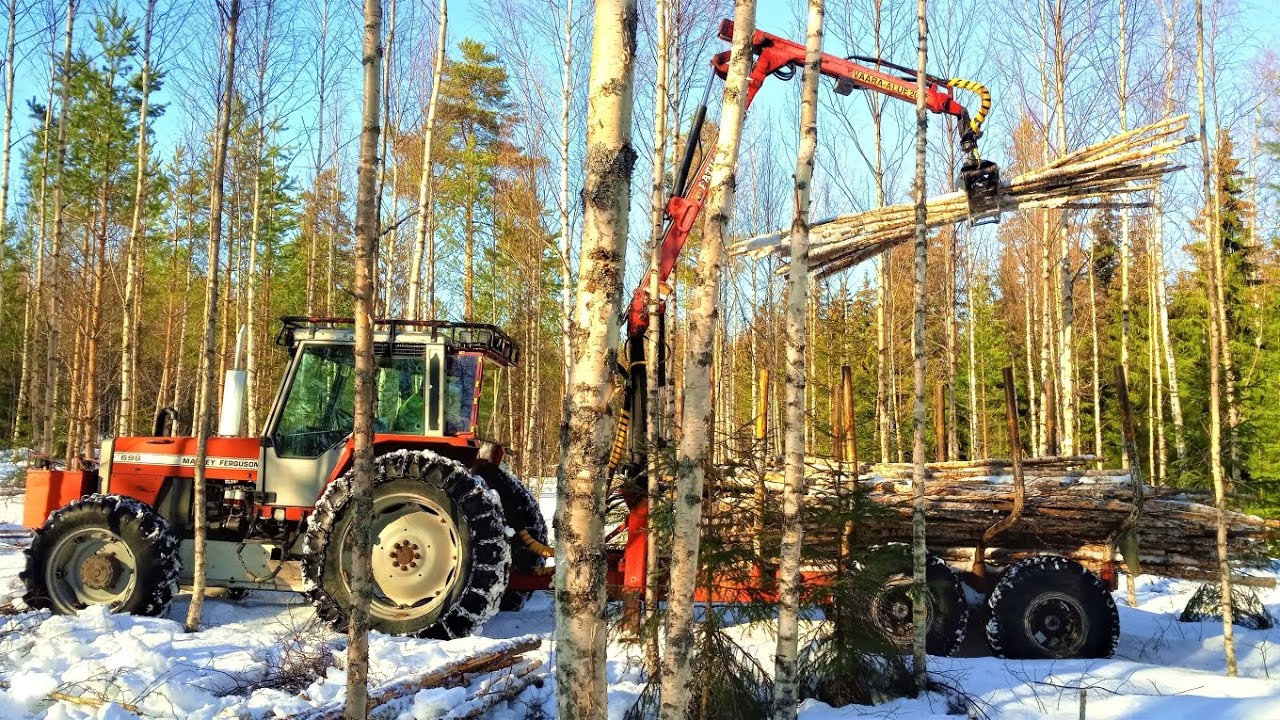 Massey Ferguson 699, koivujen kärräys, osa 2/2.🌳🌳