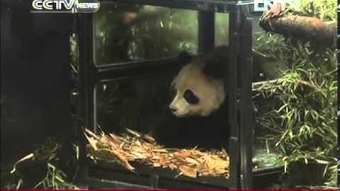 VIDEO  PANDA   TAOTAO   RELEASED INTO WILD