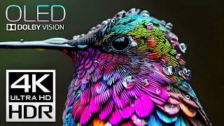 Best Of Dolby Vision 4K Hdr 120Fps Video 8K4K Tv