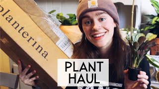 Houseplant Unboxing! My 1st Time Ordering Plants Online