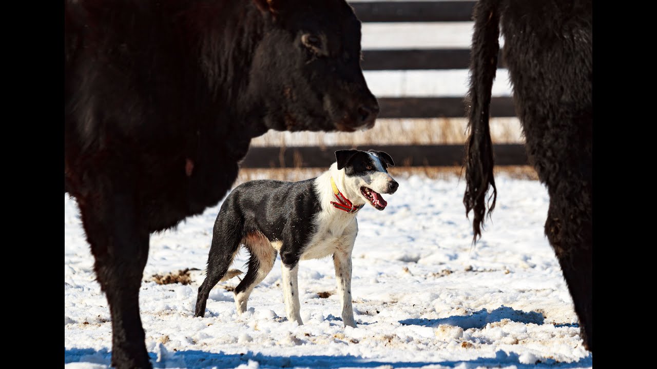 DOT Sells at the Pitchfork Horse Sale 6/26/4 2023 YouTube