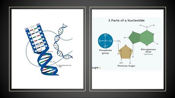 Structures And Functions of Nucleic Acids