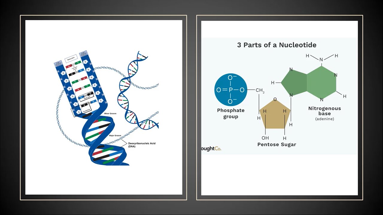 Structures And Functions of Nucleic Acids YouTube
