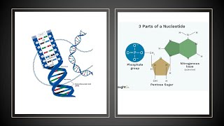 Structures And Functions of Nucleic Acids