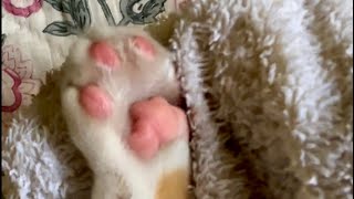CLEAN Those PAWS, Please! by Our Furry Tribe 131 views 10 days ago 1 minute, 12 seconds